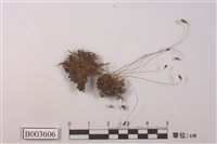 藏品(絲瓜苔屬)的圖片